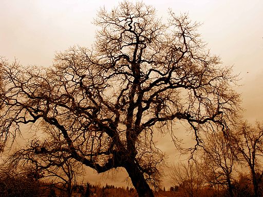 leafless_oak_tree